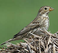 Corn Bunting