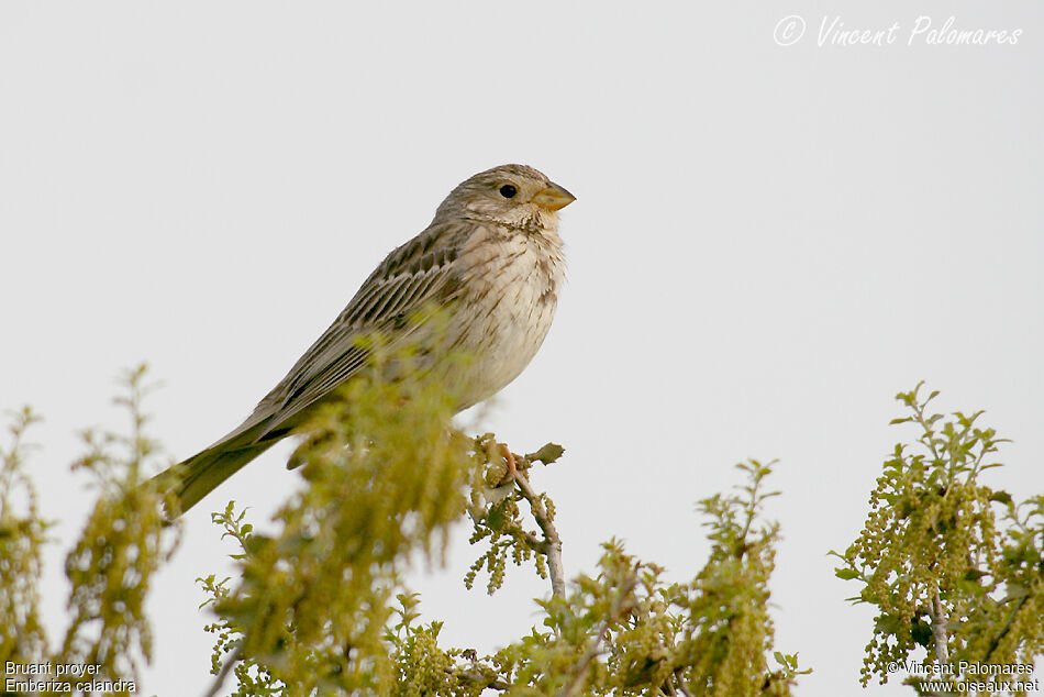 Corn Bunting