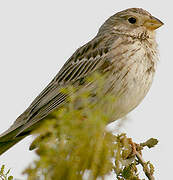 Corn Bunting