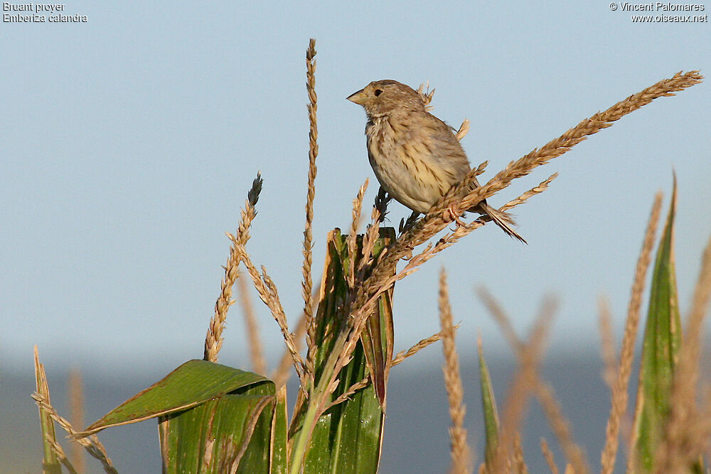 Corn Bunting
