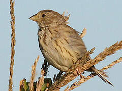 Corn Bunting