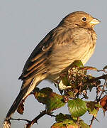 Corn Bunting