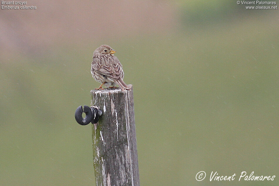 Corn Bunting