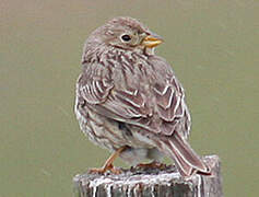 Corn Bunting