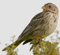 Corn Bunting