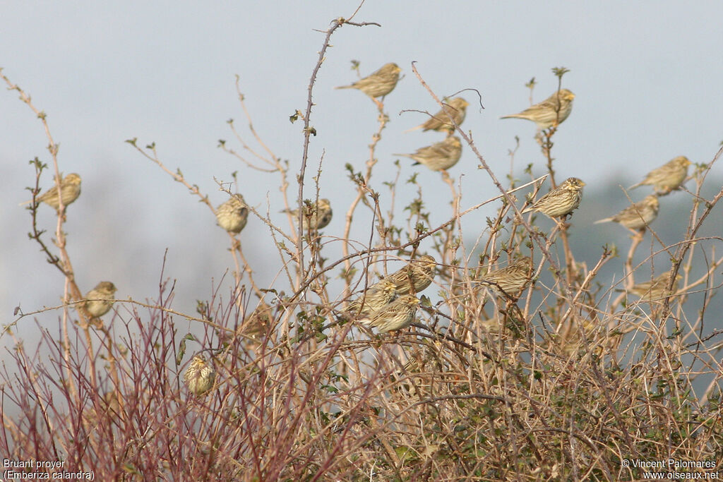 Corn Bunting