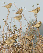 Corn Bunting