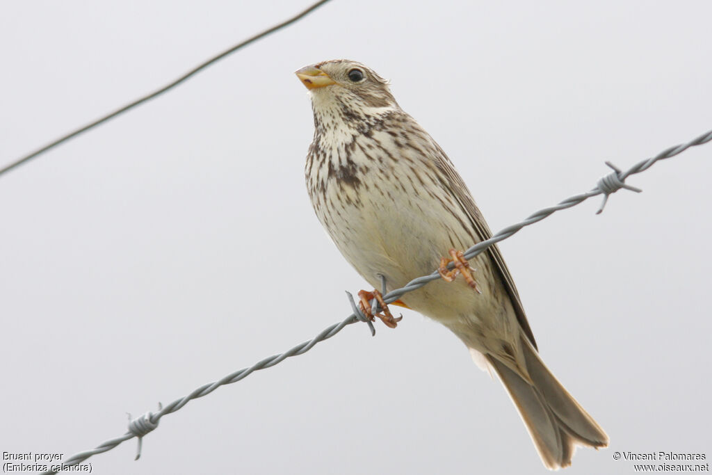 Corn Bunting