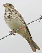 Corn Bunting