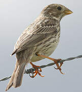 Corn Bunting