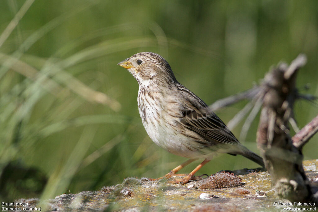 Corn Bunting