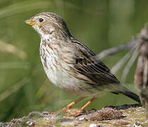 Corn Bunting