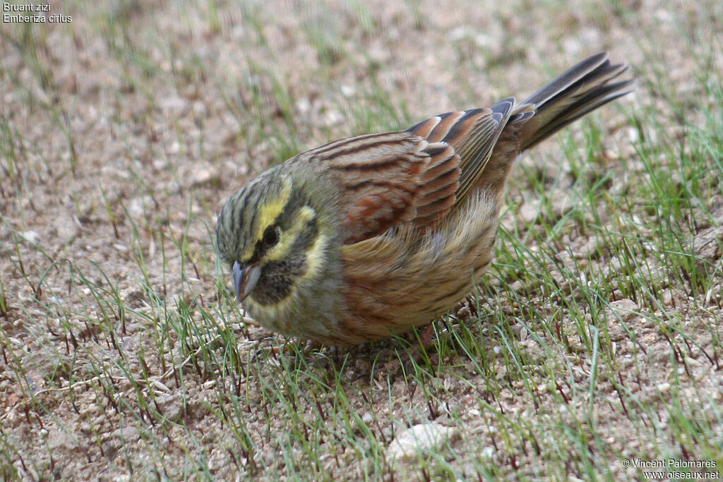 Cirl Bunting