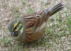 Cirl Bunting