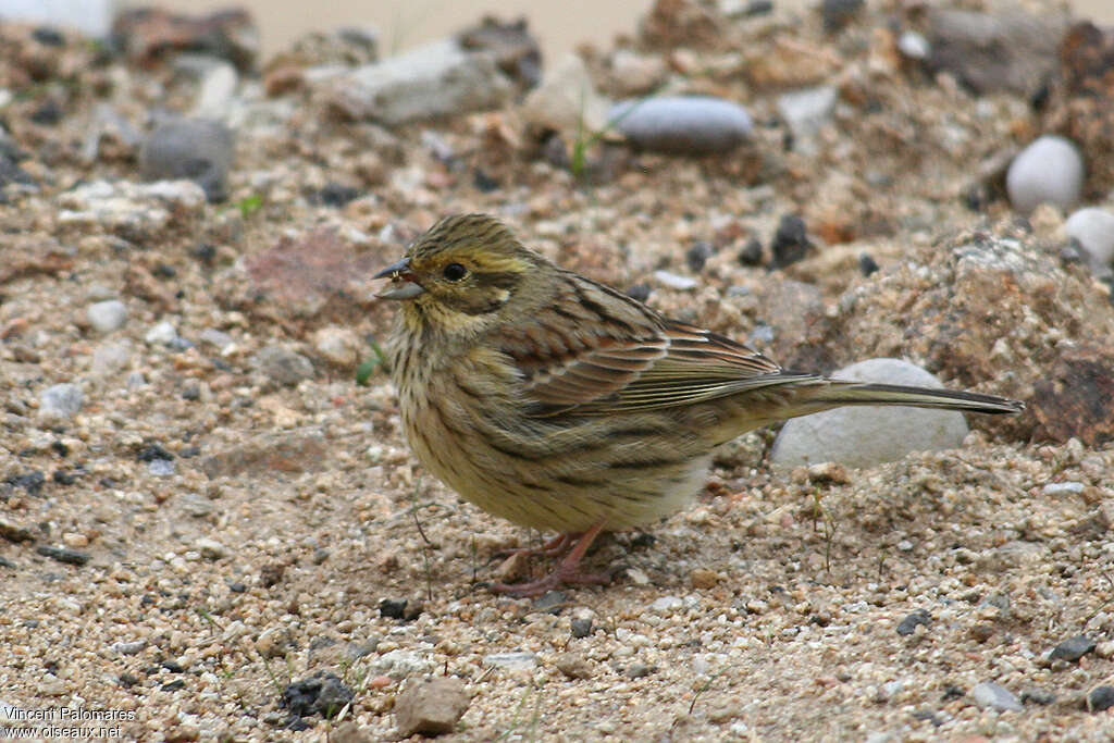 Cirl Bunting female adult, pigmentation, eats