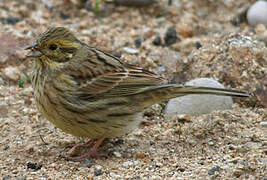 Cirl Bunting