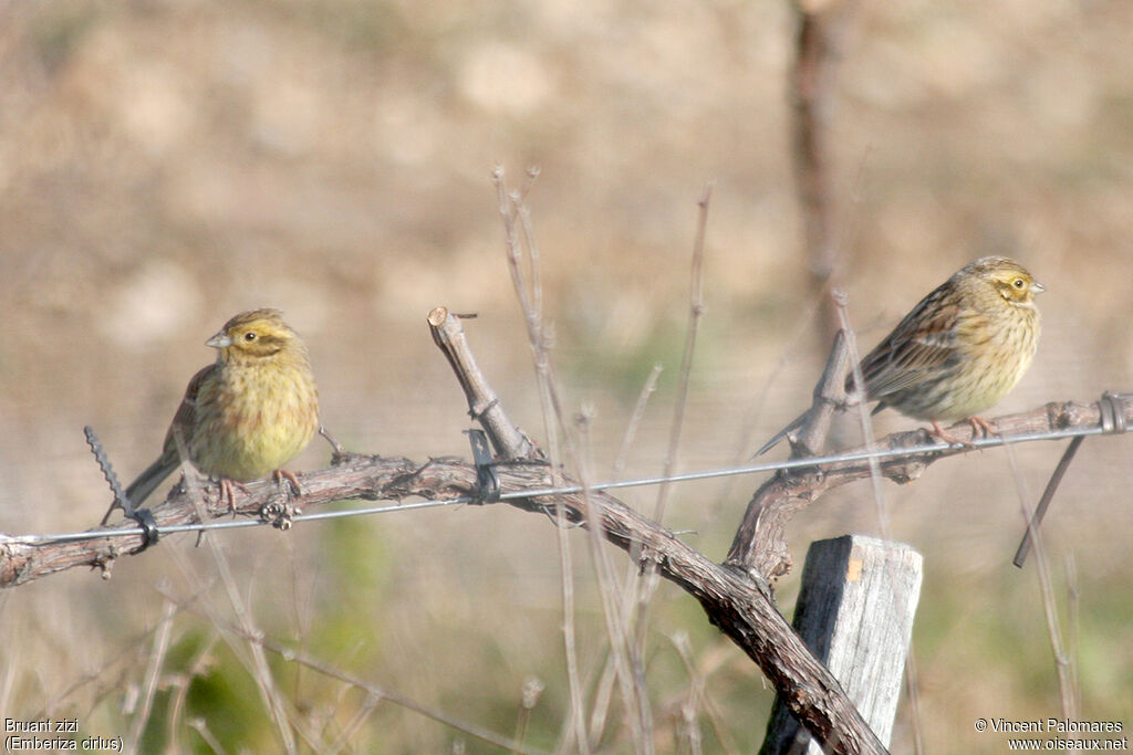 Cirl Bunting