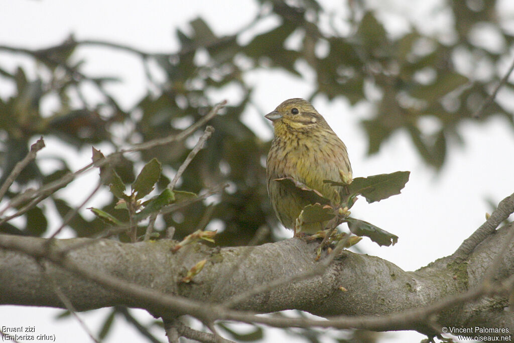 Cirl Bunting