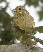 Cirl Bunting