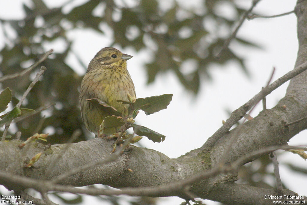 Cirl Bunting