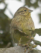 Cirl Bunting