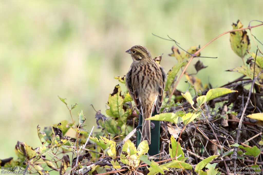 Cirl Bunting