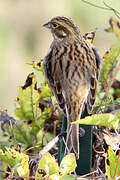 Cirl Bunting