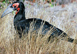 Southern Ground Hornbill