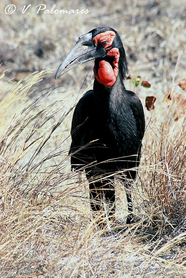 Southern Ground Hornbill