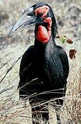 Southern Ground Hornbill