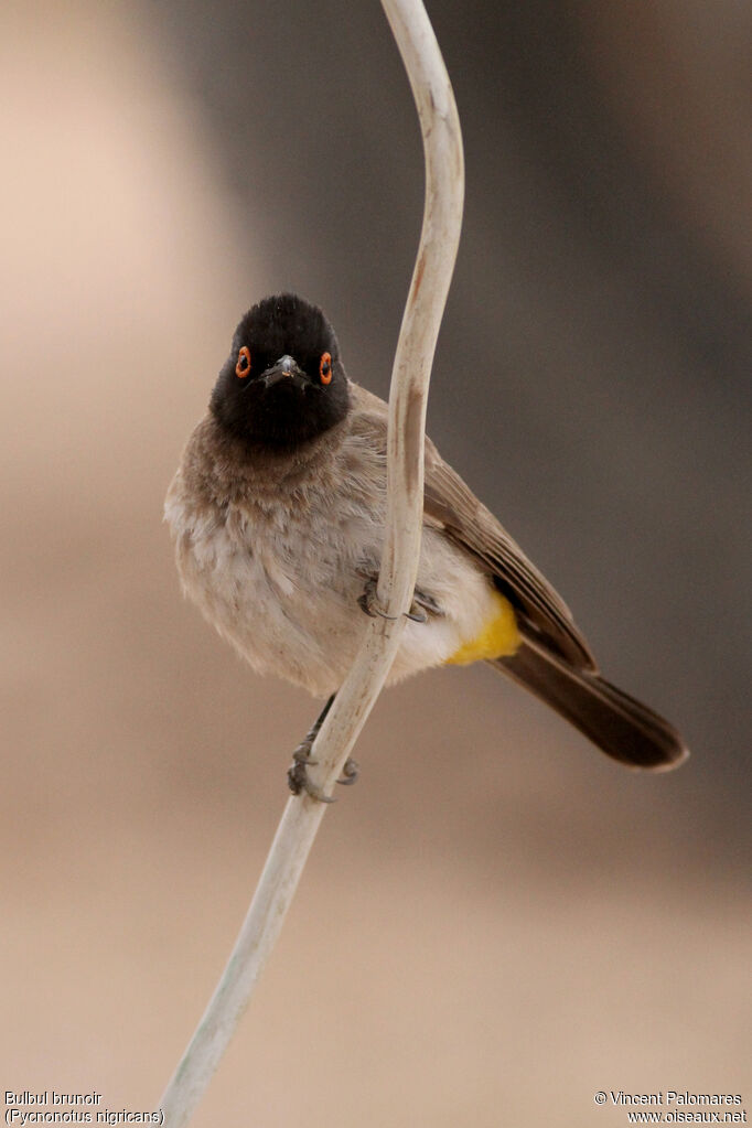 African Red-eyed Bulbul