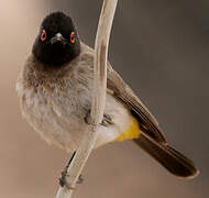 African Red-eyed Bulbul