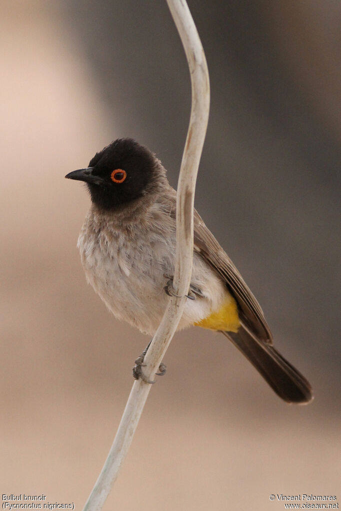 Bulbul brunoir