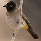Bulbul brunoir