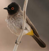 African Red-eyed Bulbul