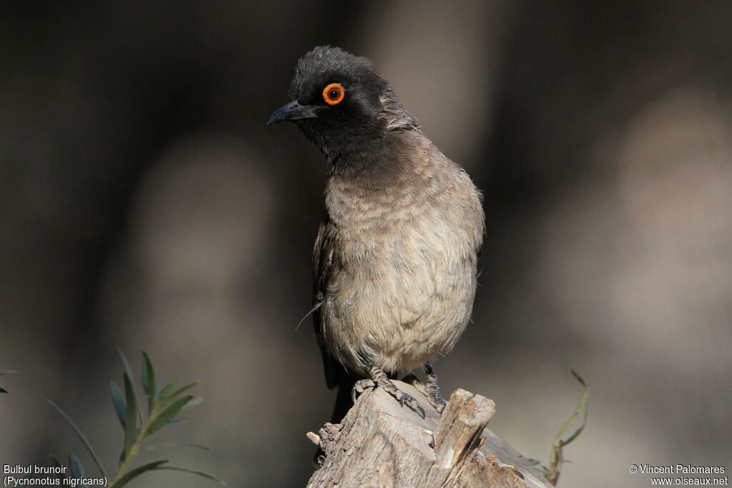 African Red-eyed Bulbul