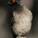 Bulbul brunoir
