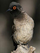 African Red-eyed Bulbul