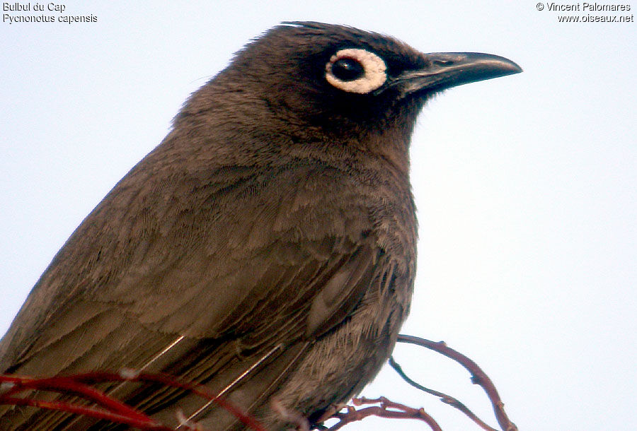 Bulbul du Cap