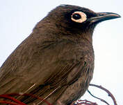 Bulbul du Cap