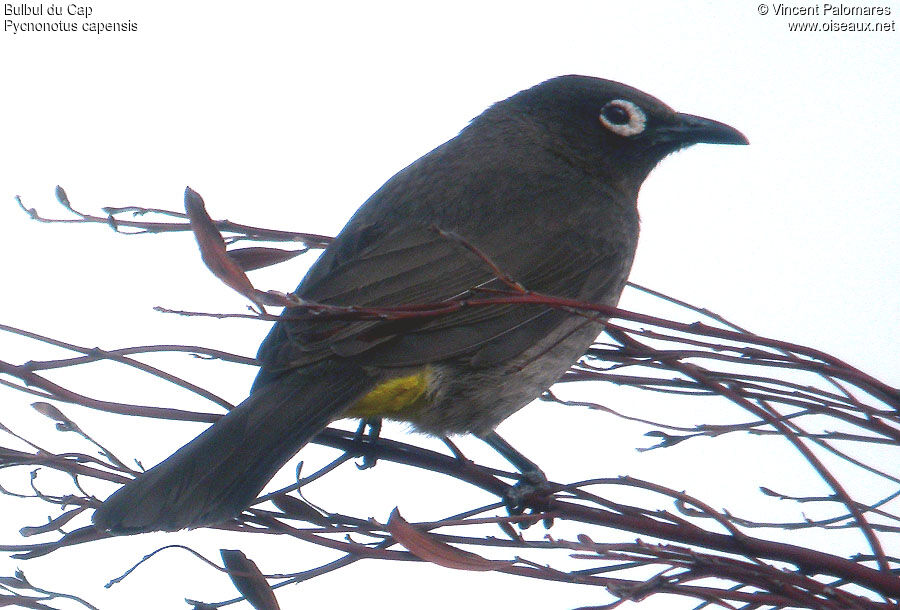 Bulbul du Cap