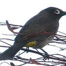 Bulbul du Cap