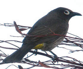 Bulbul du Cap