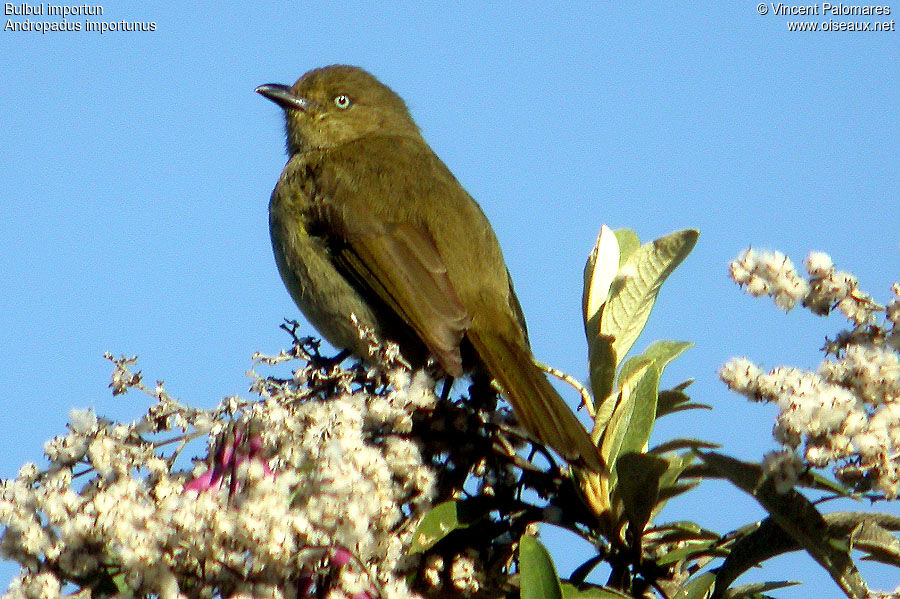 Sombre Greenbul