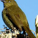 Bulbul importun