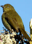 Sombre Greenbul