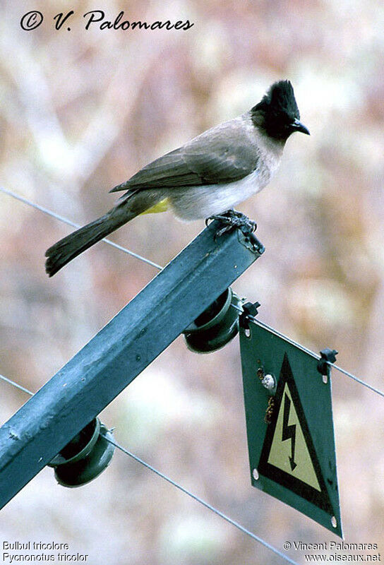 Bulbul tricolore