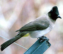 Dark-capped Bulbul