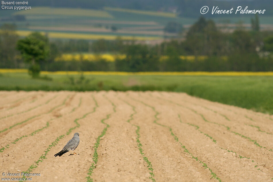 Montagu's Harrier male adult