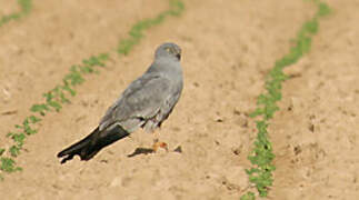 Montagu's Harrier